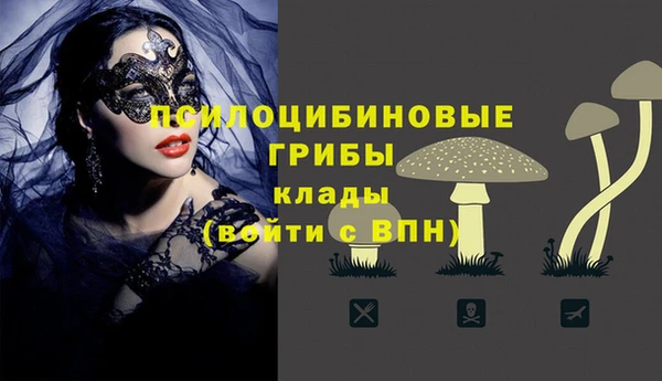 гашик Новозыбков